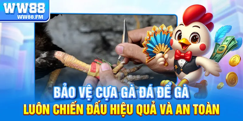 Hướng Dẫn Chi Tiết Cách Băng Cựa Gà Đá Hiệu Quả Chuẩn Sư Kê 7 Bảo vệ cựa gà đá để gà luôn chiến đấu hiệu quả và an toàn.