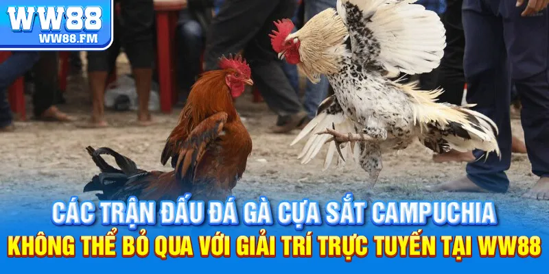 Đá Gà Cựa Sắt Campuchia: Mọi Điều Bạn Cần Biết và Cách Tham Gia Đặt Cược tại WW88 8 Các trận đấu đá gà cựa sắt Campuchia không thể bỏ qua với giải trí trực tuyến tại WW88