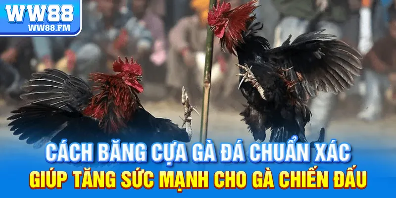 Đá Gà Cựa Sắt Campuchia: Mọi Điều Bạn Cần Biết và Cách Tham Gia Đặt Cược tại WW88 7 Cách băng cựa gà đá chuẩn xác giúp tăng sức mạnh cho gà chiến đấu