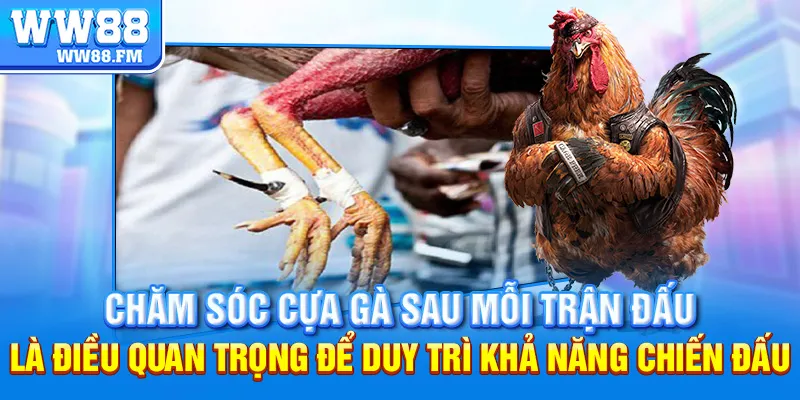 Hướng Dẫn Chi Tiết Cách Băng Cựa Gà Đá Hiệu Quả Chuẩn Sư Kê 8 Chăm sóc cựa gà sau mỗi trận đấu là điều quan trọng để duy trì khả năng chiến đấu