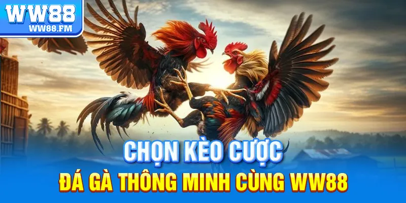 Kinh Nghiệm Đá Gà - Chia Sẻ Bí Quyết Giúp Bạn Thắng Lớn 8 Chọn kèo cược đá gà thông minh cùng WW88