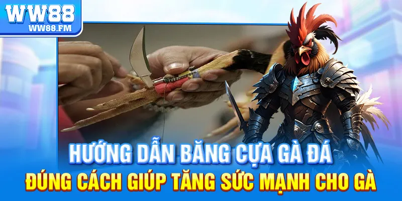 Hướng Dẫn Chi Tiết Cách Băng Cựa Gà Đá Hiệu Quả Chuẩn Sư Kê 6 Hướng dẫn băng cựa gà đá đúng cách giúp tăng sức mạnh cho gà