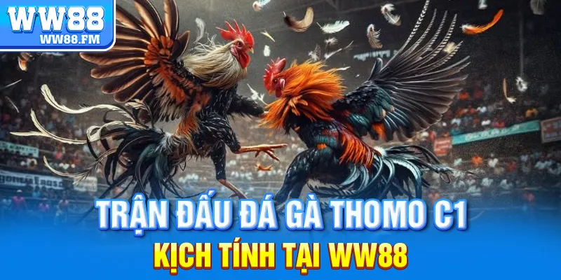 Đá Gà Thomo C1 – Trải Nghiệm Thế Giới Tràn Ngập Chiến Kê Đỉnh Cao Tại WW88 5 Trận đấu đá gà Thomo C1 kịch tính tại WW88.