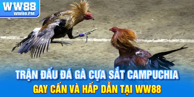 Đá Gà Cựa Sắt Campuchia: Mọi Điều Bạn Cần Biết và Cách Tham Gia Đặt Cược tại WW88 6 Trận đấu đá gà cựa sắt Campuchia gay cấn và hấp dẫn tại WW88