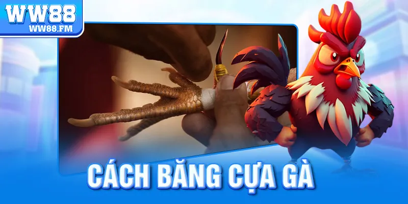 cách băng cựa gà