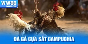 Đá Gà Cựa Sắt Campuchia
