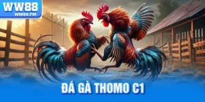 Đá gà thomo c1