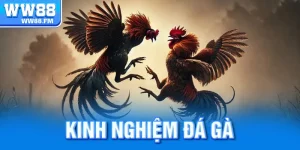 Kinh Nghiệm Đá Gà